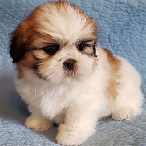 shih tzu for sale